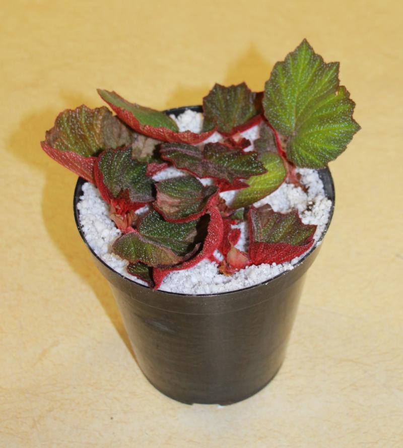 a small red and green plant in a small container