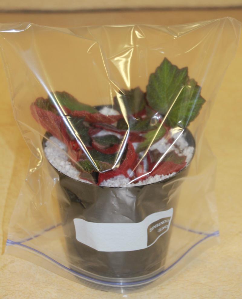 a clear plastic bag covering a small red and green plant