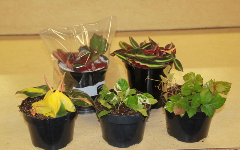 five small green plants in separate pots