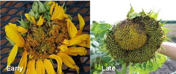 sunflower head with maggots