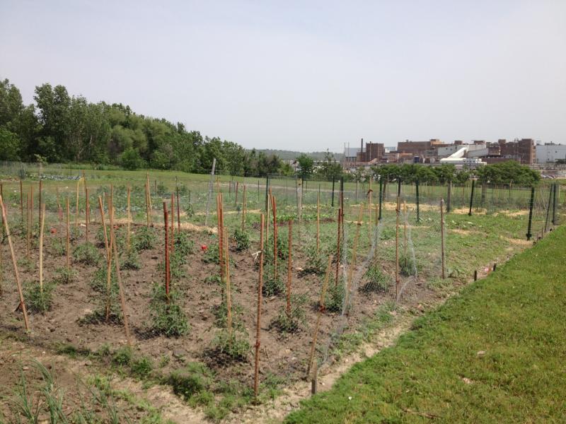A community garden plot with several tomato plants growing.