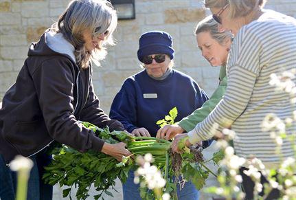 A group of master gardeners examining a plant.