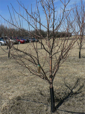 A young, un-pruned fruit tree.