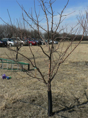 A young, pruned fruit tree.