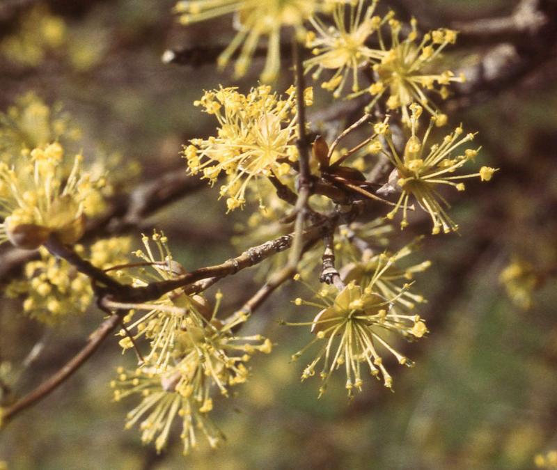 A shrub branch with bursting yellow flowers.