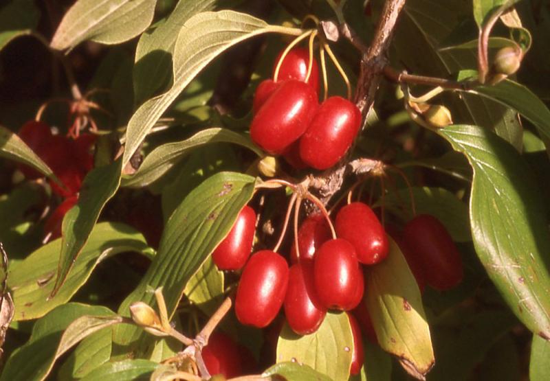 A shrub branch with red, cherry-like fruit.