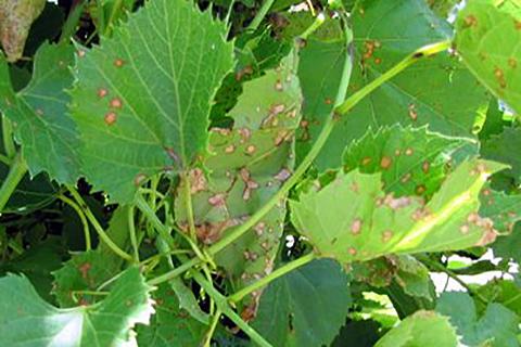 Green grape leaves with brown spots with dark margins.