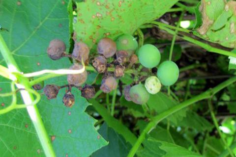Grape plant with shriveling berries.