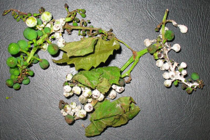 A grape plant with powdery white mildew on its fruit.
