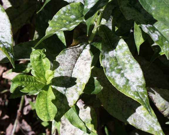 A green, leafy plant with white powder on its leaves.