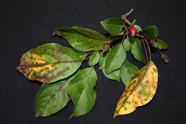 An apple tree branch with yellow and brown scabbing on its leaves.
