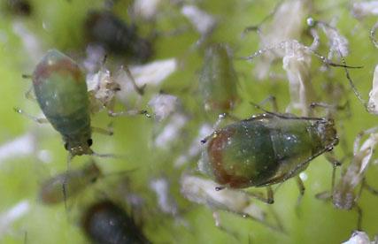 Small green insects on a wheat plant.