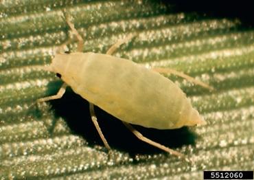 A light green and orange colored instect on a green blade of wheat.