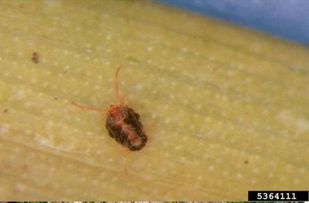 A small brown bug on a blade of wheat.
