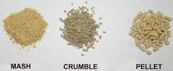 Three small portions of poultry food. From left: Mash, crumble, and pellet.