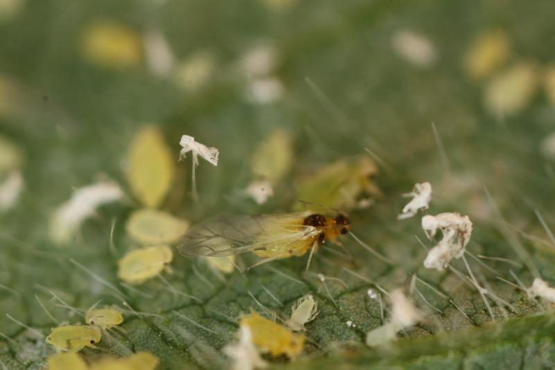 A small, green, winged insect sitting on a soybean leaf.