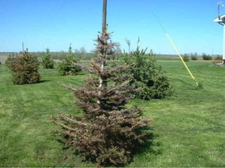 Trees growing in an re-purposed feedlot.