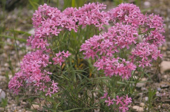 A bushy green plant with pink flowers throughout.