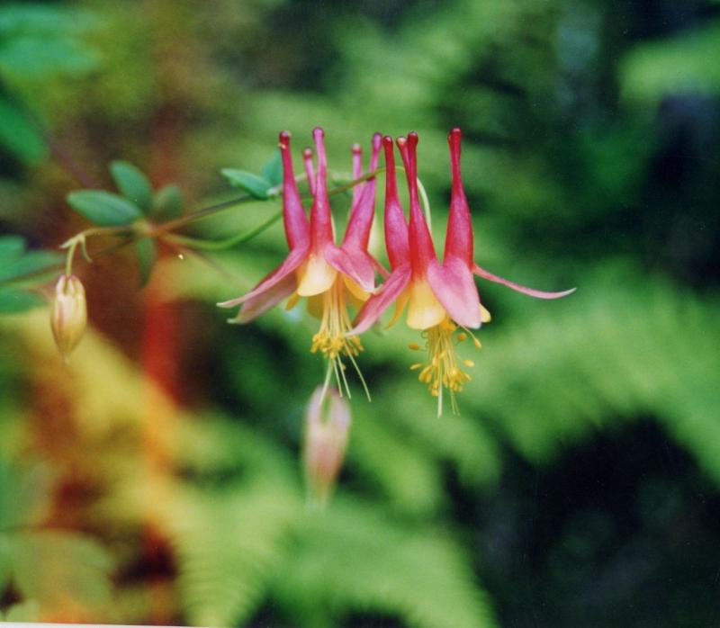 A Red Colummbine branch with several, bell-shaped pink flowers hanging from the end.