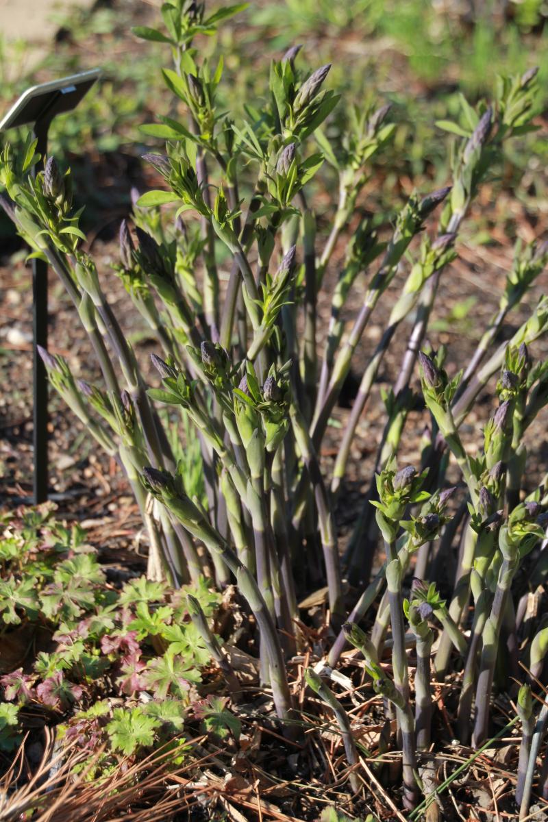 A cluster of green shoots emerging from spring soil.