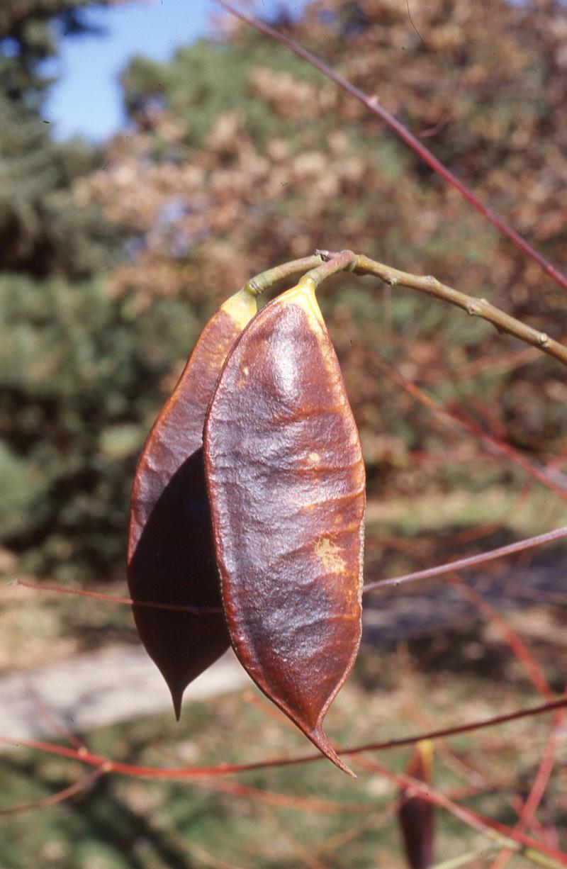 A pair of long, brown seeded pods on the end of a tree branch.