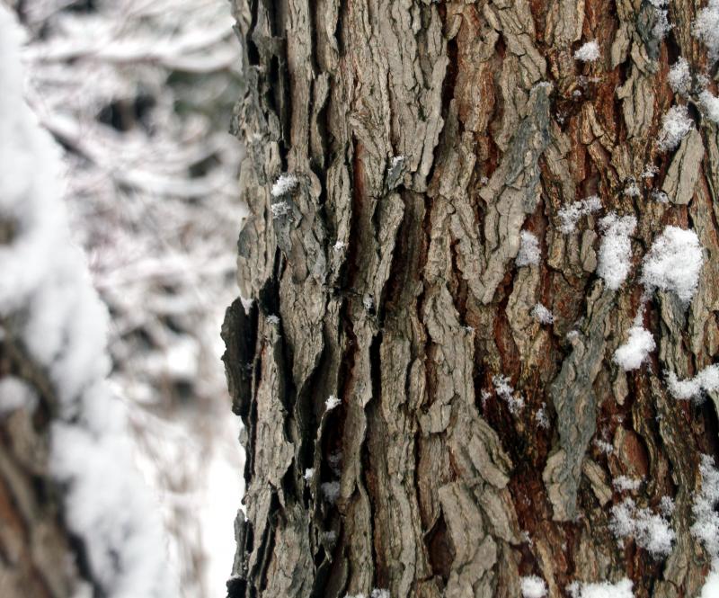 Brown and grey bark on a thick tree trunk.