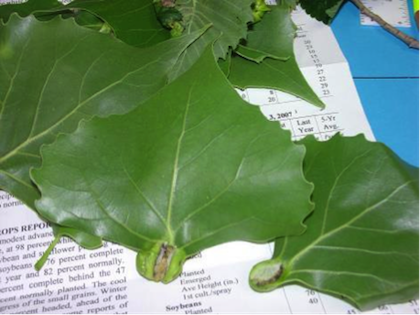 A sample of green leaves with noticable bumps at their bases.