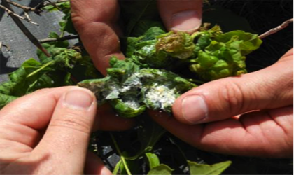 A cluster of ash leaves with ash curl aphid damage.