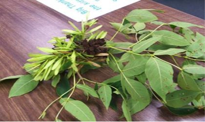 An ash tree branch with ash flower gall damage.