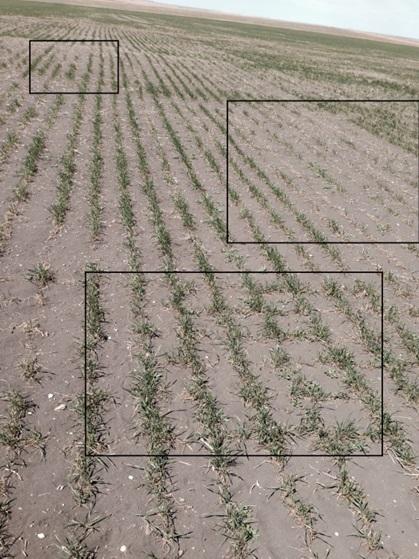 A planted winter wheat field with a series of black rectangles highlighting different plots.