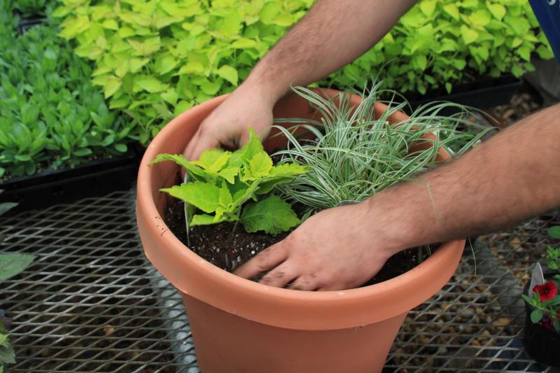 A pair of hands placing plants inside a brown container.
