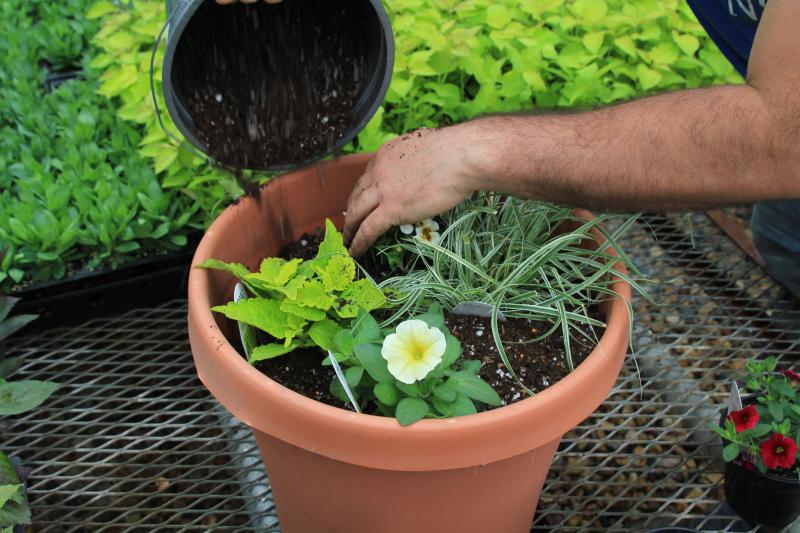 A pair of hands adding additional soil around freshly potted plants.