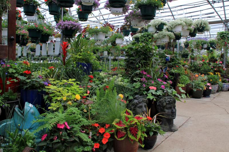 A greenhouse full of colorful container plants.