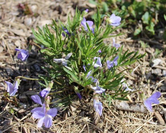 A green plant with several purple flowers blooming.