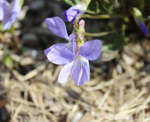 A purple flower blooming.