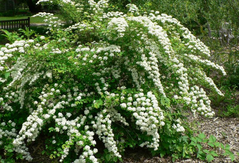 lush green shrub with white flowers throughout