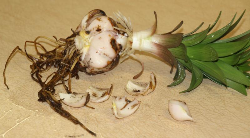 uprooted Easter lily bulb on a white table cloth