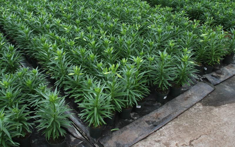 several potted Easter lilies lined up in a greenhouse