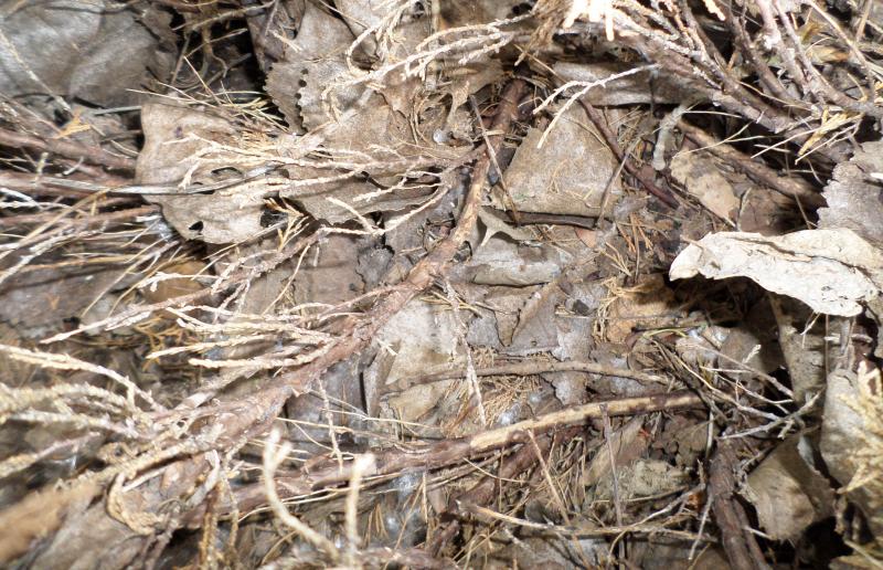 Juniper shoots with noticable browning and yellowing