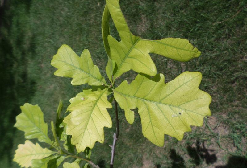 Maple leaf branch with green to yellow leaves
