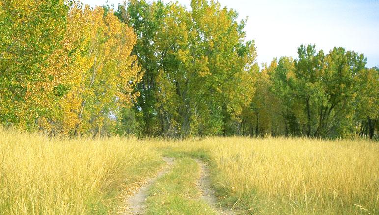grove of trees with noticable yellowing and browning on leaves