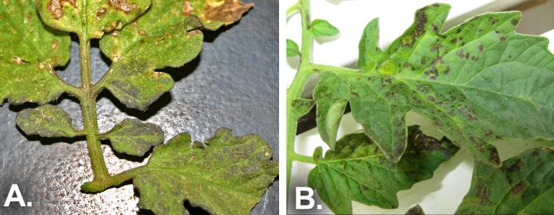Two side-by-side pictures of tomato spotted wilt virus symptoms on leaves and stems. The left one is labeled A. The Right is labeled B.