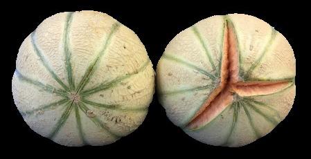 Two white melons with green stripes side-by-side. The one on the right is split open.