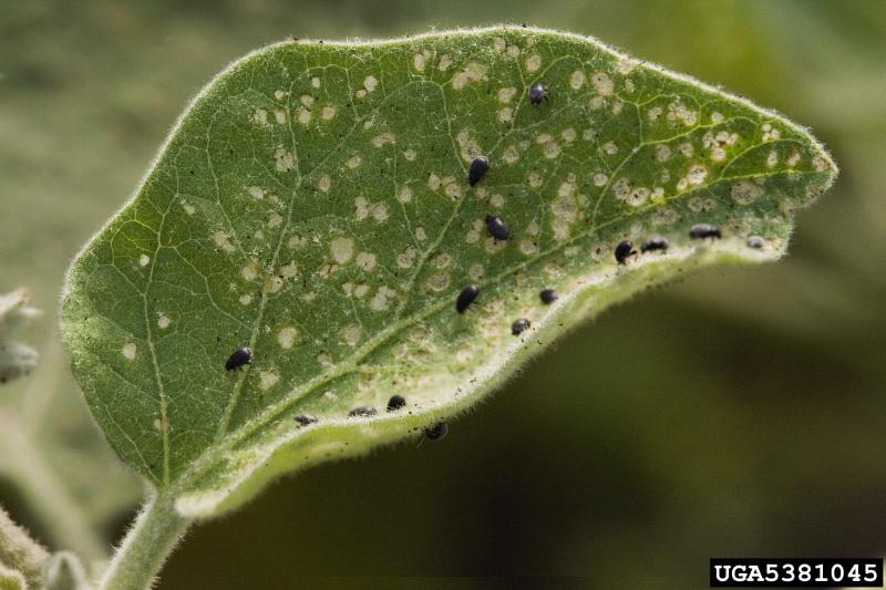 Green plant leaf with several small, black beetles on it.