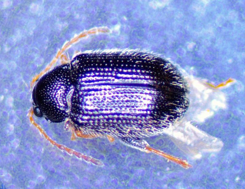 Shiney, purple colored beetle with orange legs