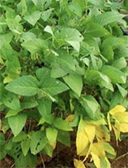 fully-developed soybean plant with bushy green leaves and some yellowing