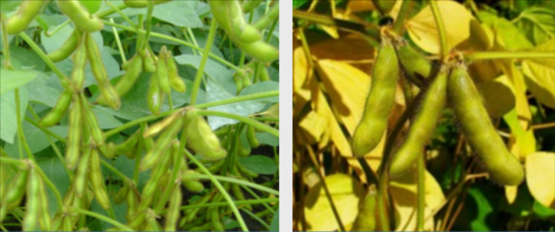 Two soybean plants side-by-side. The left plant has bright green seed pods. The right plant has pods that are beginning to brown.