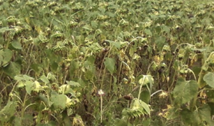 sunflower plants that are beginning to droop over and brown.