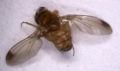 spotted wing fruit fly male