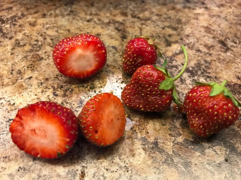 Strawberries on a table showing signs of spotted wing fly infestation.